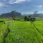 Temple festival in Bali