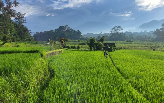 Village temple festival in Sidemen (Bali)